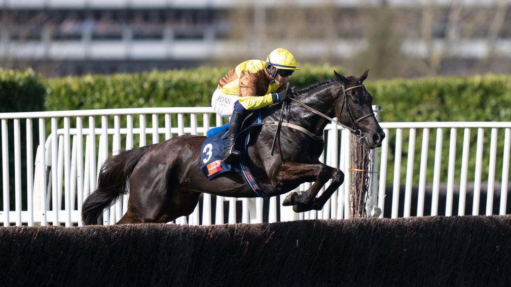 Galopin Des Champs / King Rasko Grey